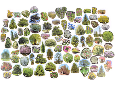 Магнитные карточки Растения России (87 растений)