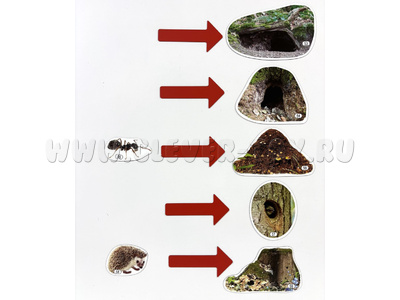 Набор магнитных карточек Где живут лесные животные (к плакату Лес, тема 5)