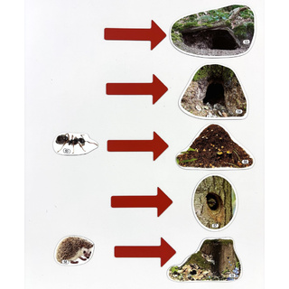 Набор магнитных карточек Где живут лесные животные (к плакату Лес, тема 5)