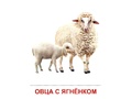 Демонстрационные картинки СУПЕР в папке. Домашние животные (16 шт.)